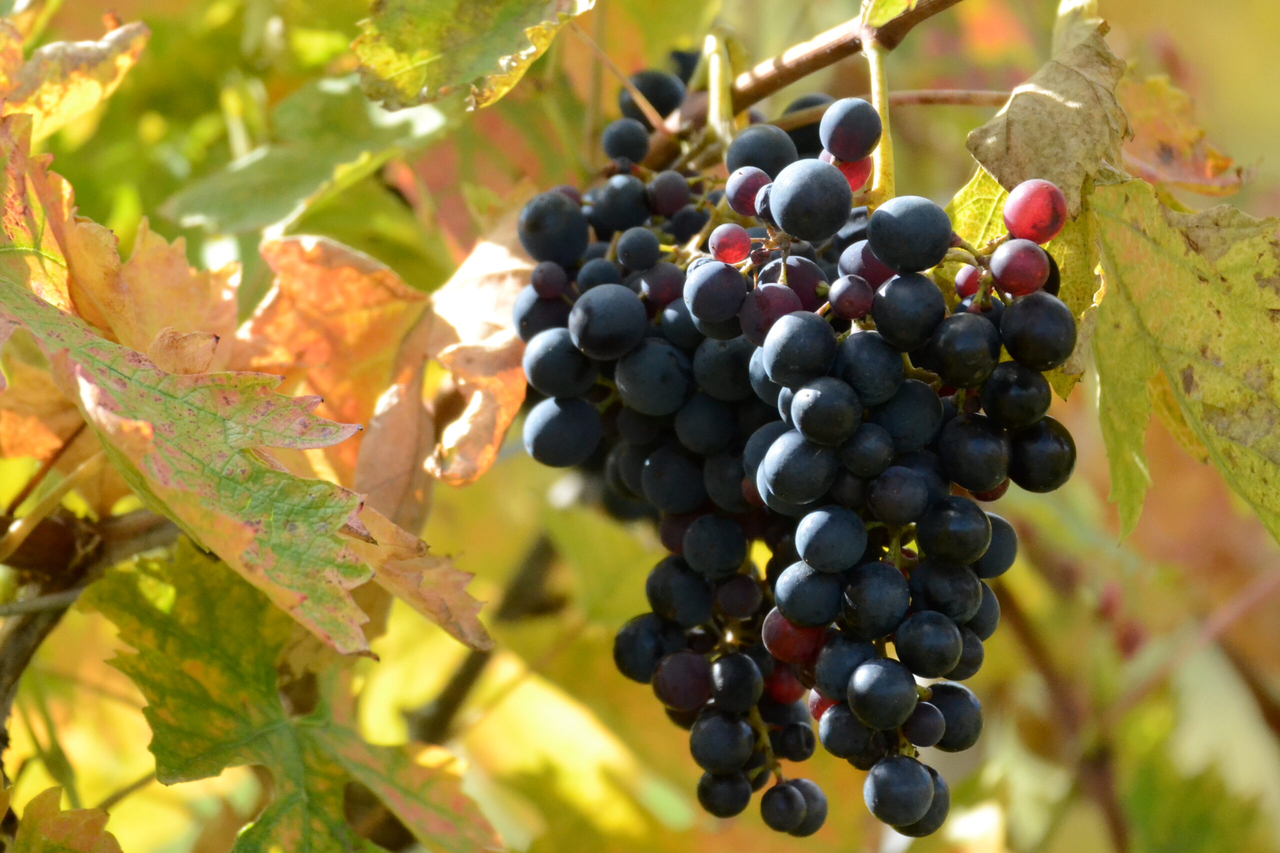 La Vernaccia